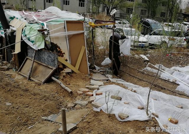 开垄沟扣地膜种大葱，农田包围高层，看来有大量农民在城里买房了