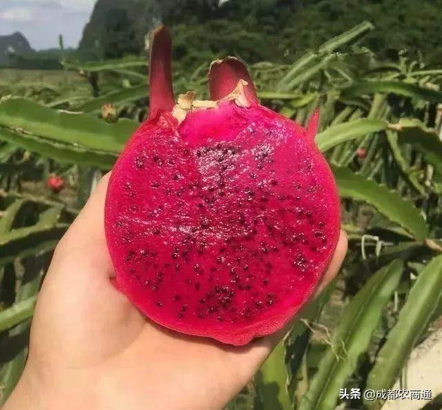 火龙果的种植技术！