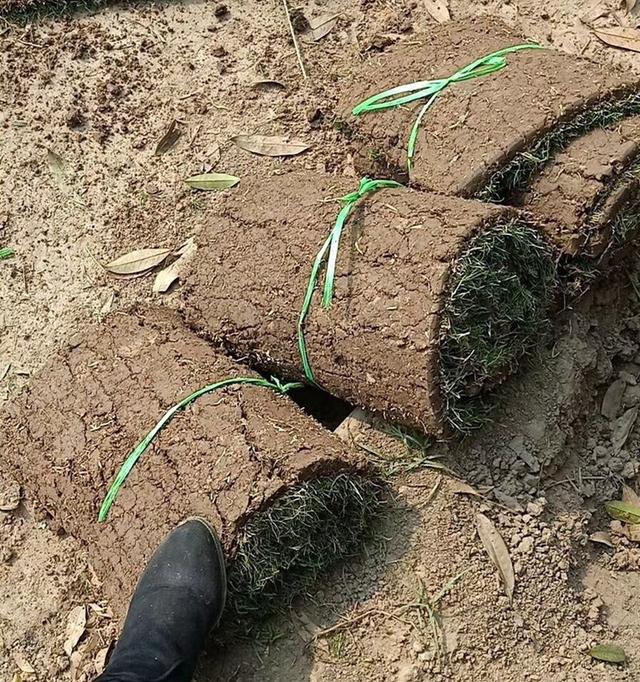 土马尼拉草坪的不足，无土栽培马尼拉草坪技术的优点