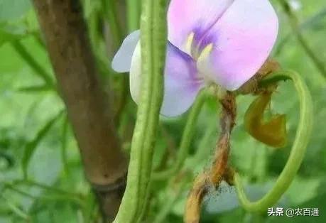 秋豆角露地种植技术要点