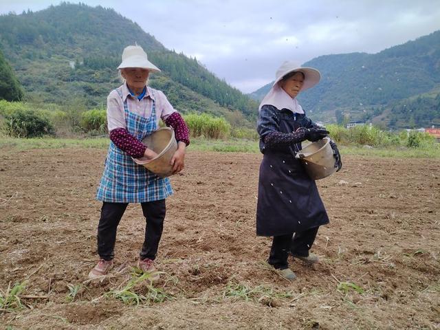 沿河：油菜种植让“农闲田”变“效益田”