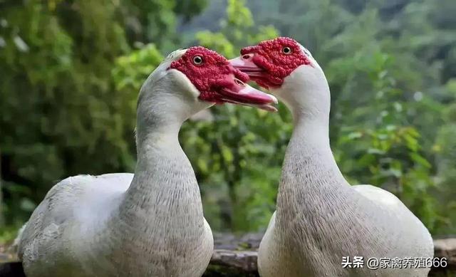 鸭花肝是怎么回事 鸭呼肠孤会有哪些症状怎么辨别