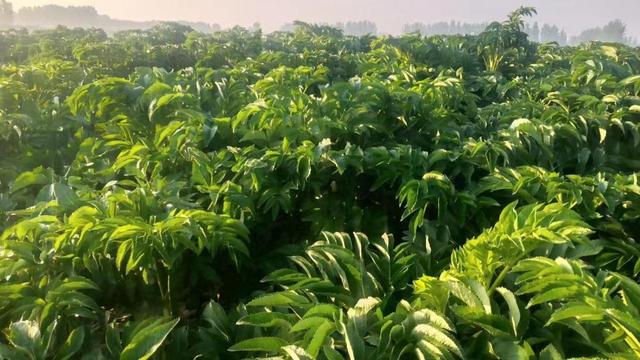 开封尉氏县发展白芷种植 振兴乡村富裕百姓