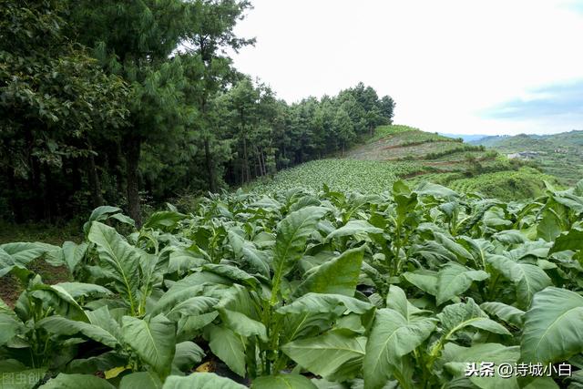 烟草种植过程复杂，得经过这些工序