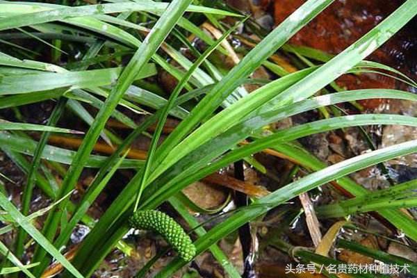 闲行涧底採菖蒲，千岁龙蛇抱石癯，药材黑马石菖蒲人工种植技术