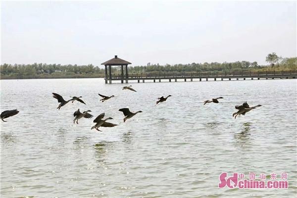 感受生态魅力 万鸟翔集山东北海凤鸣鸟类湿地公园