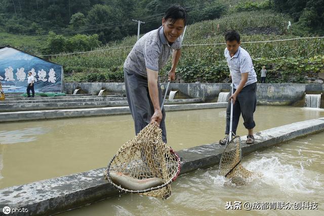 石斑鱼淡水养，混合喂养为优质，三步骤告诉你经验