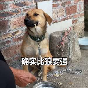 肉用犬养殖(狗是食肉目灰狼种，所以情况允许，请多喂肉这也是本视频)