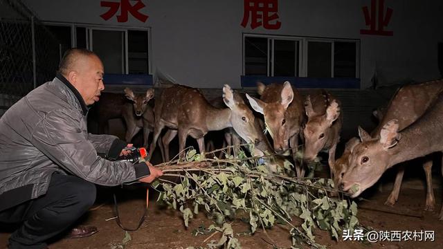 礼泉县：养殖梅花鹿 走上特色致富路