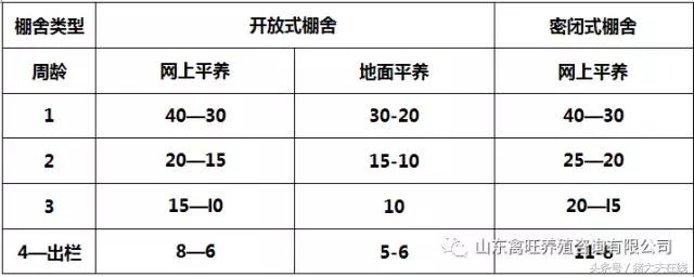 想养好肉鸭？必须掌握肉鸭的养殖密度和扩群技术！