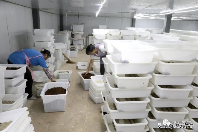 吃蟋蟀？今天，记者带你走进县街街道一家食用蟋蟀养殖企业