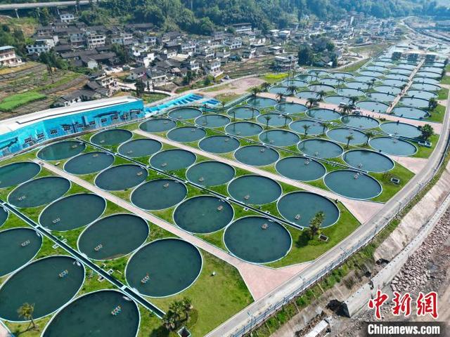 四川雅安“生态美味”走俏欧美 鲟鱼“游”出乡村振兴路