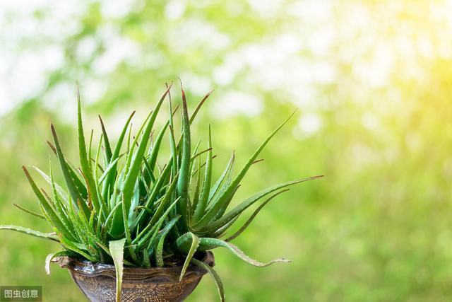 10种常见室内盆栽花卉和绿植的养护方法简介，从此不再是花卉杀手