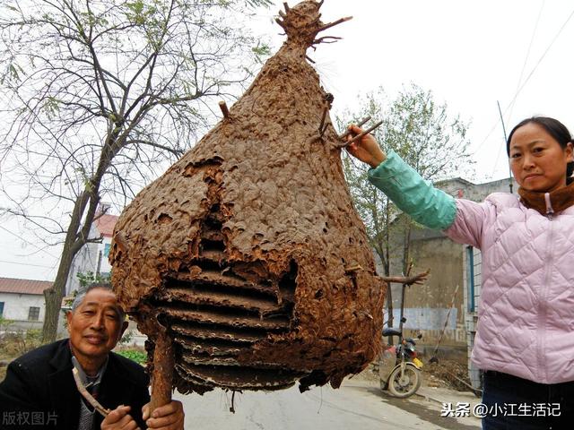 强群怎么养？养蜂人分享蜜蜂快速繁殖三大招，这样养根本没有弱群