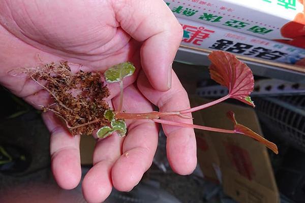 养好秋海棠，记住这几点，年年开花，净化空气，除甲醛