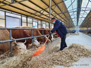 农业养殖肉牛(养牛怎么养最好？肉牛养殖技术和方法完整版，养牛人快收藏学习)