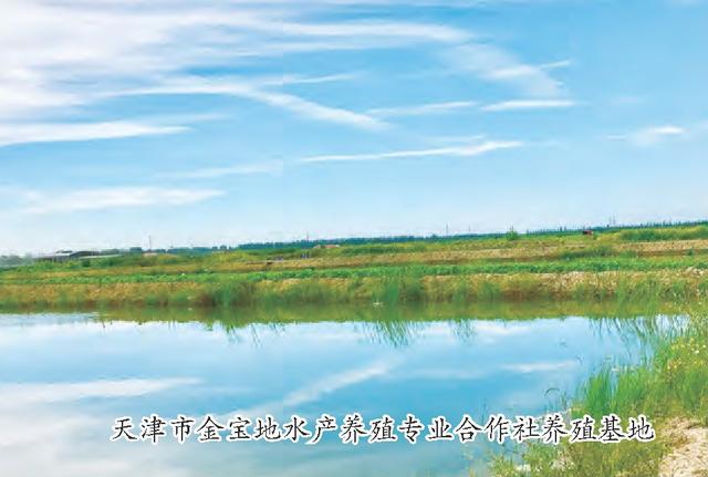 打造“宝坻黄板泥鳅”品牌——记天津市金宝地水产养殖专业合作社