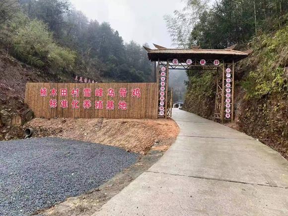 抓住产业“鸡”遇，助推乡村振兴