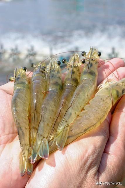 水产养殖是暴利行业吗？白对虾行情怎么样？