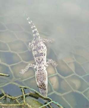 河北鳄鱼养殖基地(石家庄危险野生生物仍在售，多用于放生你家会养异宠吗？)