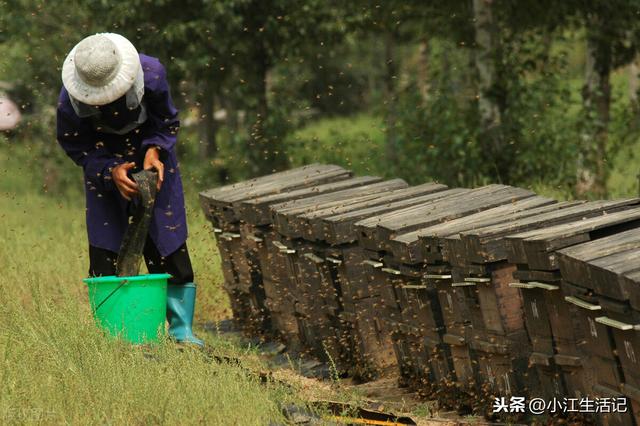 强群怎么养？养蜂人分享蜜蜂快速繁殖三大招，这样养根本没有弱群