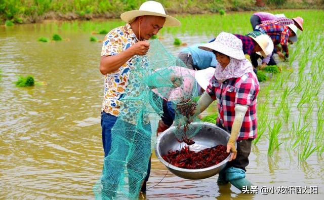 详细的虾田二季虾养殖心得，还有一季稻谷保底，想不赚钱都难