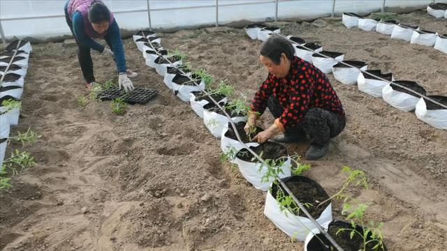 掌握3个技巧，蔬菜栽到袋子中，一样能高产，而且很简单