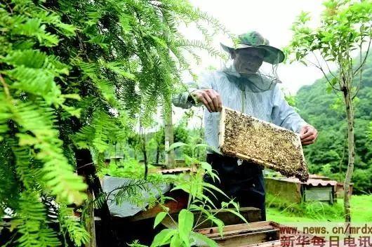 靠山吃山吃出新味道！武平林改助推林农完成生态转身