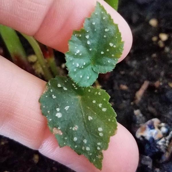 养好秋海棠，记住这几点，年年开花，净化空气，除甲醛