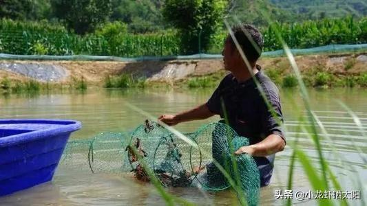 详细的虾田二季虾养殖心得，还有一季稻谷保底，想不赚钱都难