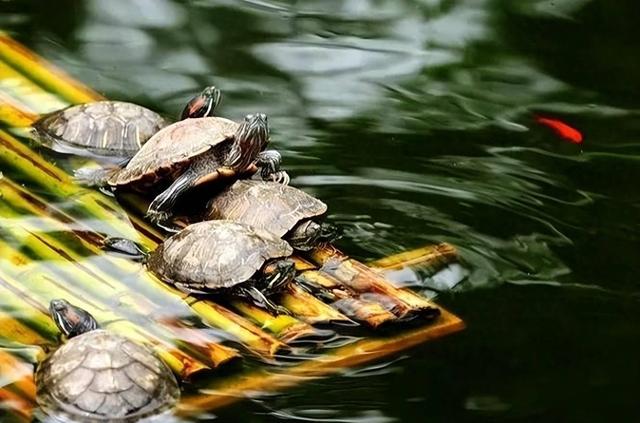 揭秘养殖业难题：土地、水源与动物福利