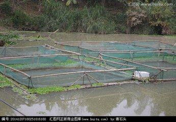 这样养殖的小龙虾颜色红且个头大