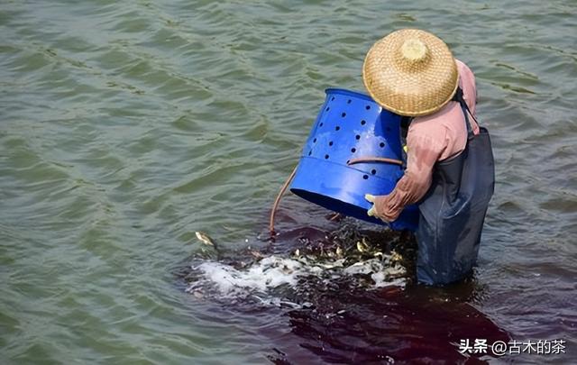 地中海鳎的生物学特性及其养殖技术