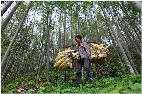 靠山吃山吃出新味道！武平林改助推林农完成生态转身