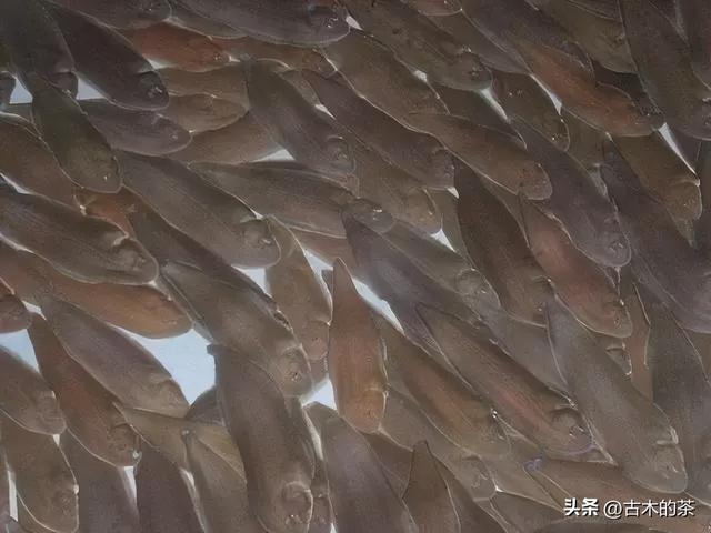 地中海鳎的生物学特性及其养殖技术