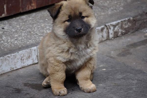 养狗太难上手了？这六种容易打理的犬种，比较适合新手饲养