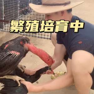 肉用斗鸡养殖(#斗鸡养殖技术)