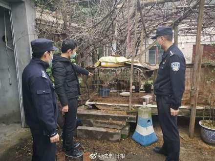 气愤！花20元买入猫头鹰 转手650元卖出