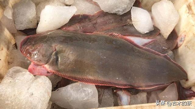 地中海鳎的生物学特性及其养殖技术