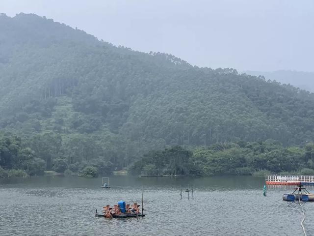 甲鱼+肇实=6000多万年产值！“书记项目”为肇庆这个地方发展注入强劲动力！