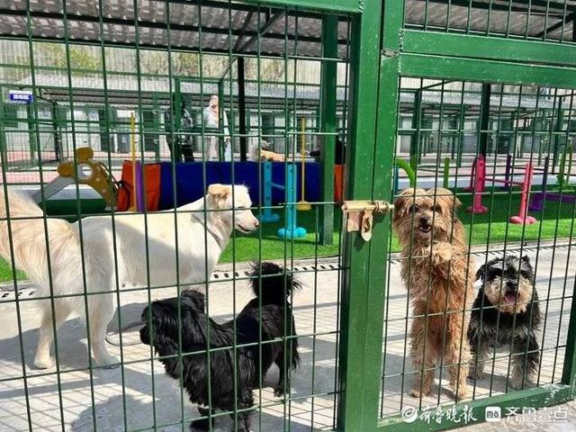 济南市首家犬只留检所正式揭牌运营，可容纳2000余只流浪犬