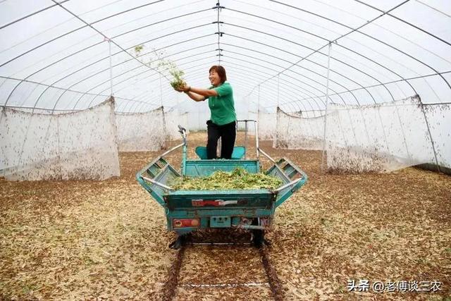 每棚每年能收1到2万元，一次性投资长期收益，这种特色养殖有前途