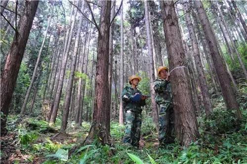 靠山吃山吃出新味道！武平林改助推林农完成生态转身