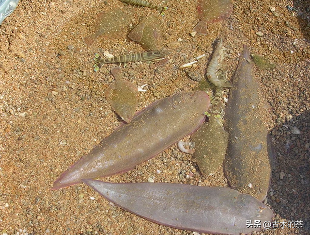 地中海鳎的生物学特性及其养殖技术