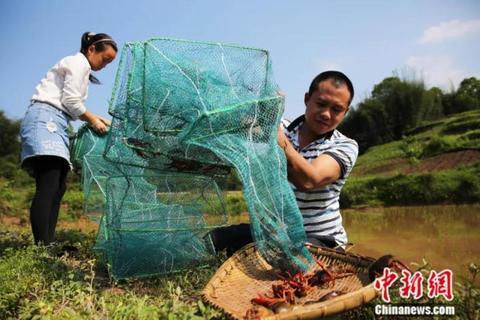 徐晓燕：黑水虻技术如何成为中国绿色农业“密码”？