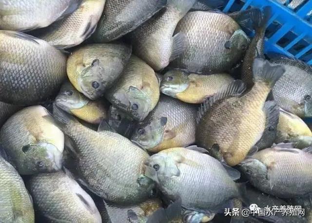 今年养这条鱼每亩能赚5-10万？食用、观赏、垂钓均可，你有兴趣吗