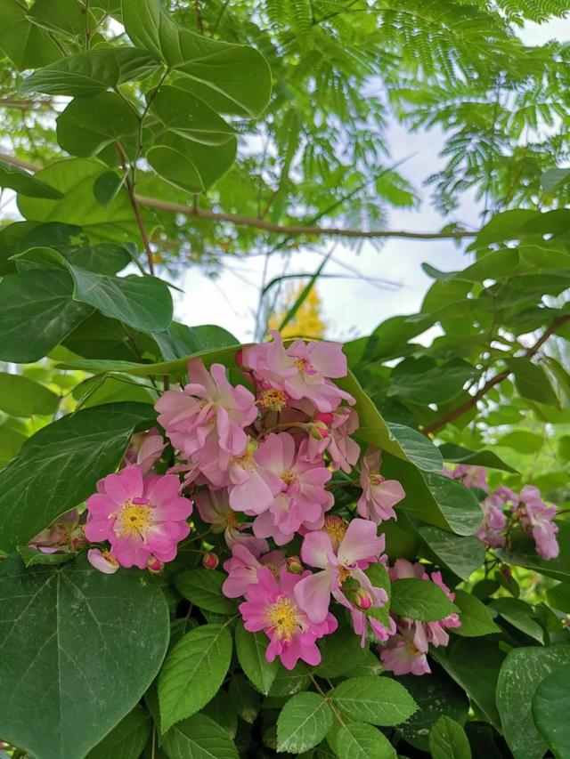 害怕买花收到蔷薇“小白花”，不如种些园艺蔷薇品种，好看耐养