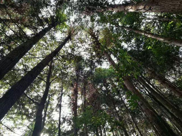 靠山吃山吃出新味道！武平林改助推林农完成生态转身