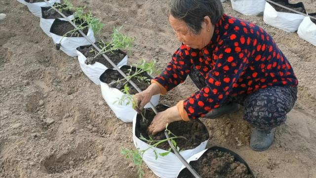 掌握3个技巧，蔬菜栽到袋子中，一样能高产，而且很简单