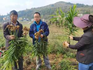 贵阳牛蛙养殖基地(村里来了“攀钢人”)